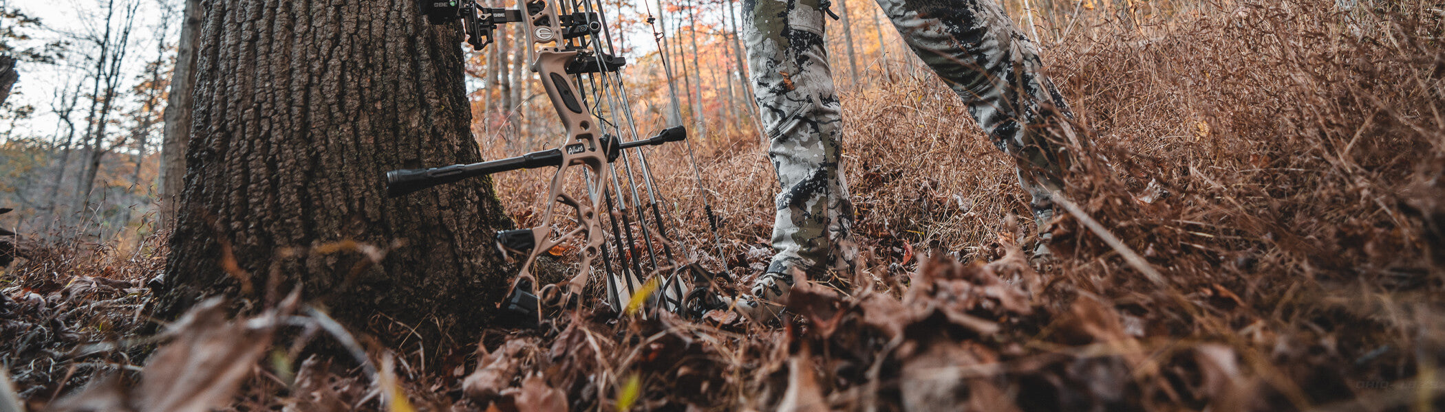 A hunter in the woods leaning their compound bow against a tree. 